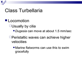Class Turbellaria
 Locomotion
Usually by cilia
 Dugesia can move at about 1.5 mm/sec
Peristaltic waves can achieve higher
velocities
 Marine flatworms can use this to swim
gracefully
 
