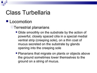 Class Turbellaria
 Locomotion
Terrestrial planarians
 Glide smoothly on the substrate by the action of
powerful, closely spaced cilia in a special medial
ventral strip (creeping sole), on a thin coat of
mucus secreted on the substrate by glands
opening into the creeping sole
 Planarians that migrate on plants or objects above
the ground sometimes lower themselves to the
ground on a string of mucus.
 