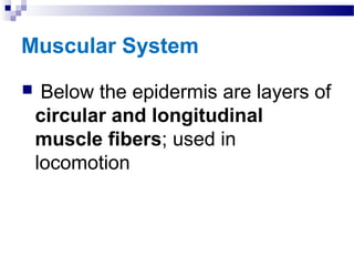 Muscular System
 Below the epidermis are layers of
circular and longitudinal
muscle fibers; used in
locomotion
 