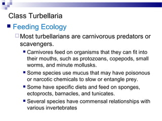 Class Turbellaria
 Feeding Ecology
Most turbellarians are carnivorous predators or
scavengers.
 Carnivores feed on organisms that they can fit into
their mouths, such as protozoans, copepods, small
worms, and minute mollusks.
 Some species use mucus that may have poisonous
or narcotic chemicals to slow or entangle prey.
 Some have specific diets and feed on sponges,
ectoprocts, barnacles, and tunicates.
 Several species have commensal relationships with
various invertebrates
 