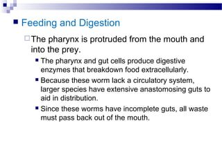  Feeding and Digestion
The pharynx is protruded from the mouth and
into the prey.
 The pharynx and gut cells produce digestive
enzymes that breakdown food extracellularly.
 Because these worm lack a circulatory system,
larger species have extensive anastomosing guts to
aid in distribution.
 Since these worms have incomplete guts, all waste
must pass back out of the mouth.
 