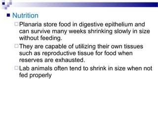  Nutrition
Planaria store food in digestive epithelium and
can survive many weeks shrinking slowly in size
without feeding.
They are capable of utilizing their own tissues
such as reproductive tissue for food when
reserves are exhausted.
Lab animals often tend to shrink in size when not
fed properly
 