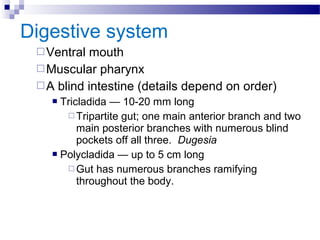 Digestive system
Ventral mouth
Muscular pharynx
A blind intestine (details depend on order)
 Tricladida — 10-20 mm long
 Tripartite gut; one main anterior branch and two
main posterior branches with numerous blind
pockets off all three. Dugesia
 Polycladida — up to 5 cm long
 Gut has numerous branches ramifying
throughout the body.
 