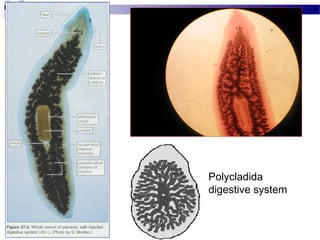 Polycladida
digestive system
 
