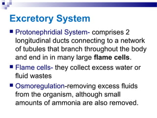 Excretory System
 Protonephridial System- comprises 2
longitudinal ducts connecting to a network
of tubules that branch throughout the body
and end in in many large flame cells.
 Flame cells- they collect excess water or
fluid wastes
 Osmoregulation-removing excess fluids
from the organism, although small
amounts of ammonia are also removed.
 