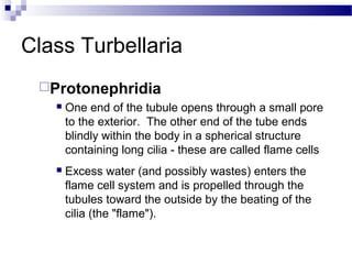 Class Turbellaria
Protonephridia
 One end of the tubule opens through a small pore
to the exterior. The other end of the tube ends
blindly within the body in a spherical structure
containing long cilia - these are called flame cells
 Excess water (and possibly wastes) enters the
flame cell system and is propelled through the
tubules toward the outside by the beating of the
cilia (the "flame").
 