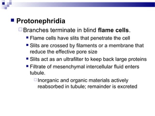  Protonephridia
Branches terminate in blind flame cells.
 Flame cells have slits that penetrate the cell
 Slits are crossed by filaments or a membrane that
reduce the effective pore size
 Slits act as an ultrafilter to keep back large proteins
 Filtrate of mesenchymal intercellular fluid enters
tubule.
 Inorganic and organic materials actively
reabsorbed in tubule; remainder is excreted
 