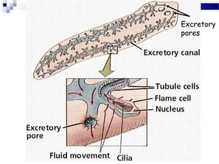 Excretory
pores
 