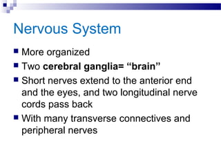 Nervous System
 More organized
 Two cerebral ganglia= “brain”
 Short nerves extend to the anterior end
and the eyes, and two longitudinal nerve
cords pass back
 With many transverse connectives and
peripheral nerves
 