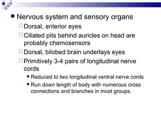  Nervous system and sensory organs
Dorsal, anterior eyes
Ciliated pits behind auricles on head are
probably chemosensors
Dorsal, bilobed brain underlays eyes
Primitively 3-4 pairs of longitudinal nerve
cords
 Reduced to two longitudinal ventral nerve cords
 Run down length of body with numerous cross
connections and branches in most groups.
 