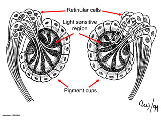 Retinular cells
Pigment cups
Light sensitive
region
 