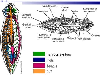 male
female
gut
nervous system
 