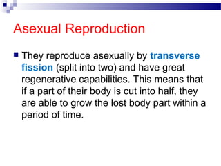 Asexual Reproduction
 They reproduce asexually by transverse
fission (split into two) and have great
regenerative capabilities. This means that
if a part of their body is cut into half, they
are able to grow the lost body part within a
period of time.
 