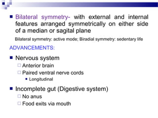  Bilateral symmetry- with external and internal
features arranged symmetrically on either side
of a median or sagital plane
Bilateral symmetry: active mode; Biradial symmetry: sedentary life
ADVANCEMENTS:
 Nervous system
 Anterior brain
 Paired ventral nerve cords
 Longitudinal
 Incomplete gut (Digestive system)
 No anus
 Food exits via mouth
 