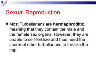 Sexual Reproduction
 Most Turbellarians are hermaphroditic,
meaning that they contain the male and
the female sex organs. However, they are
unable to self-fertilize and thus need the
sperm of other turbellarians to fertilize the
egg.
 