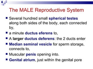 The MALE Reproductive System
 Several hundred small spherical testes
along both sides of the body, each connected
by,
 a minute ductus eferens to,
 A larger ductus deferens: the 2 ducts enter
 Median seminal vesicle for sperm storage,
connects to,
 Muscular penis opening into.
 Genital atrium, just within the genital pore
 