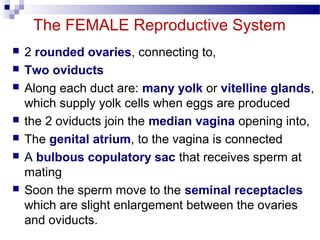 The FEMALE Reproductive System
 2 rounded ovaries, connecting to,
 Two oviducts
 Along each duct are: many yolk or vitelline glands,
which supply yolk cells when eggs are produced
 the 2 oviducts join the median vagina opening into,
 The genital atrium, to the vagina is connected
 A bulbous copulatory sac that receives sperm at
mating
 Soon the sperm move to the seminal receptacles
which are slight enlargement between the ovaries
and oviducts.
 