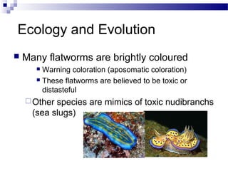 Ecology and Evolution
 Many flatworms are brightly coloured
 Warning coloration (aposomatic coloration)
 These flatworms are believed to be toxic or
distasteful
Other species are mimics of toxic nudibranchs
(sea slugs)
 