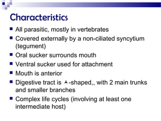 Characteristics
 All parasitic, mostly in vertebrates
 Covered externally by a non-ciliated syncytium
(tegument)
 Oral sucker surrounds mouth
 Ventral sucker used for attachment
 Mouth is anterior
 Digestive tract is -shaped,, with 2 main trunks
and smaller branches
 Complex life cycles (involving at least one
intermediate host)
 