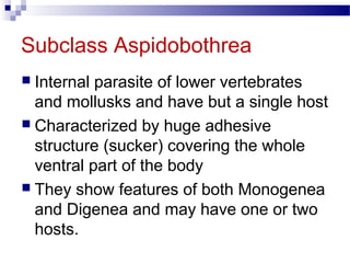 Subclass Aspidobothrea
 Internal parasite of lower vertebrates
and mollusks and have but a single host
 Characterized by huge adhesive
structure (sucker) covering the whole
ventral part of the body
 They show features of both Monogenea
and Digenea and may have one or two
hosts.
 