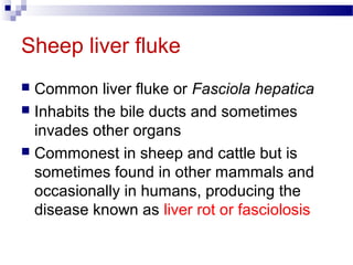 Sheep liver fluke
 Common liver fluke or Fasciola hepatica
 Inhabits the bile ducts and sometimes
invades other organs
 Commonest in sheep and cattle but is
sometimes found in other mammals and
occasionally in humans, producing the
disease known as liver rot or fasciolosis
 