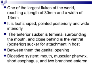  One of the largest flukes of the world,
reaching a length of 30mm and a width of
13mm
 It is leaf shaped, pointed posteriorly and wide
interiorly
 The anterior sucker is terminal surrounding
the mouth, and close behind is the ventral
(posterior) sucker for attachment in host
 Between them the genital opening
 Digestive system: mouth, muscular pharynx,
short esophagus, and two branched enteron.
 
