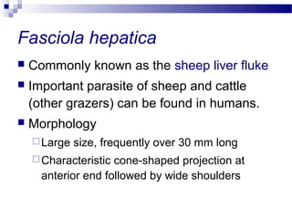 Fasciola hepatica
 Commonly known as the sheep liver fluke
 Important parasite of sheep and cattle
(other grazers) can be found in humans.
 Morphology
Large size, frequently over 30 mm long
Characteristic cone-shaped projection at
anterior end followed by wide shoulders
 