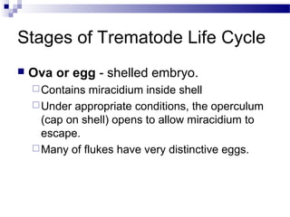 Stages of Trematode Life Cycle
 Ova or egg - shelled embryo.
Contains miracidium inside shell
Under appropriate conditions, the operculum
(cap on shell) opens to allow miracidium to
escape.
Many of flukes have very distinctive eggs.
 