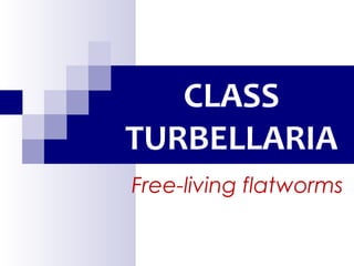CLASS
TURBELLARIA
Free-living flatworms
 