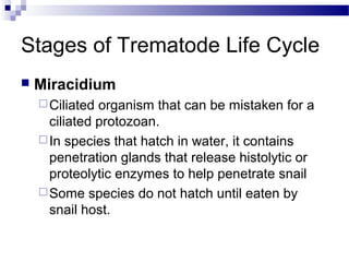 Stages of Trematode Life Cycle
 Miracidium
Ciliated organism that can be mistaken for a
ciliated protozoan.
In species that hatch in water, it contains
penetration glands that release histolytic or
proteolytic enzymes to help penetrate snail
Some species do not hatch until eaten by
snail host.
 