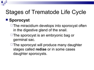 Stages of Trematode Life Cycle
 Sporocyst
The miracidium develops into sporocyst often
in the digestive gland of the snail.
The sporocyst is an embryonic bag or
germinal sac.
The sporocyst will produce many daughter
stages called rediae or in some cases
daughter sporocysts.
 