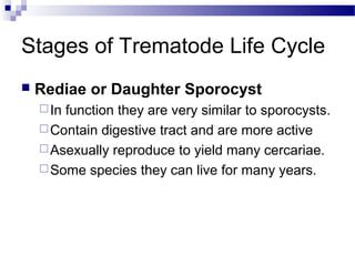 Stages of Trematode Life Cycle
 Rediae or Daughter Sporocyst
In function they are very similar to sporocysts.
Contain digestive tract and are more active
Asexually reproduce to yield many cercariae.
Some species they can live for many years.
 