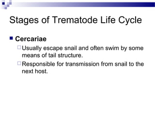 Stages of Trematode Life Cycle
 Cercariae
Usually escape snail and often swim by some
means of tail structure.
Responsible for transmission from snail to the
next host.
 