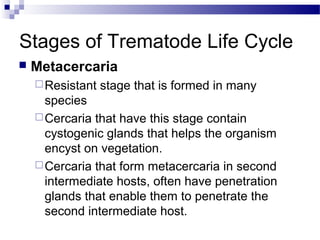 Stages of Trematode Life Cycle
 Metacercaria
Resistant stage that is formed in many
species
Cercaria that have this stage contain
cystogenic glands that helps the organism
encyst on vegetation.
Cercaria that form metacercaria in second
intermediate hosts, often have penetration
glands that enable them to penetrate the
second intermediate host.
 
