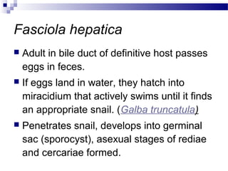 Fasciola hepatica
 Adult in bile duct of definitive host passes
eggs in feces.
 If eggs land in water, they hatch into
miracidium that actively swims until it finds
an appropriate snail. (Galba truncatula)
 Penetrates snail, develops into germinal
sac (sporocyst), asexual stages of rediae
and cercariae formed.
 
