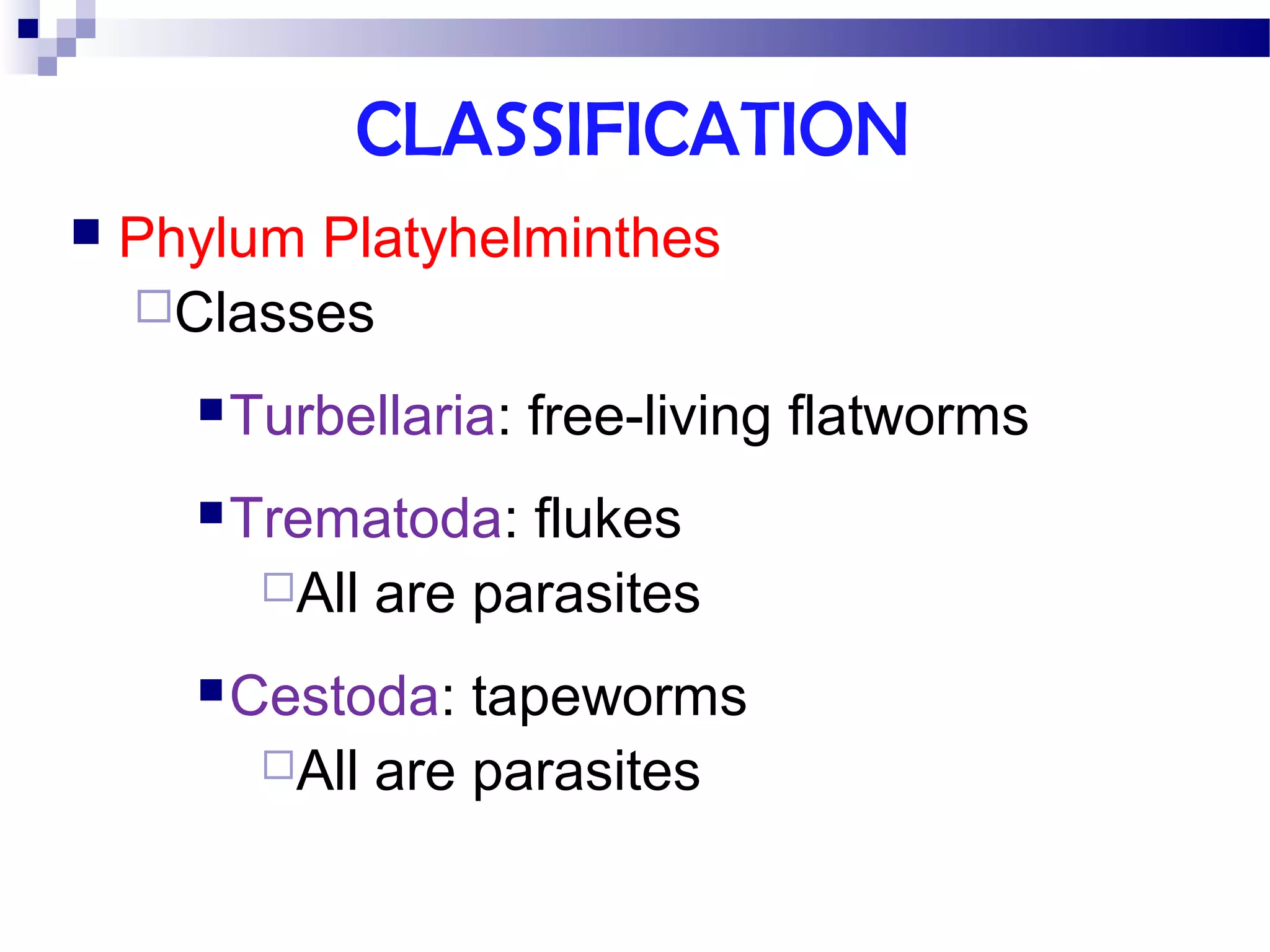 Phylum Platyhelminthes | PPT