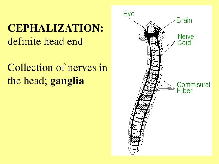 Flatworms roundworms notes