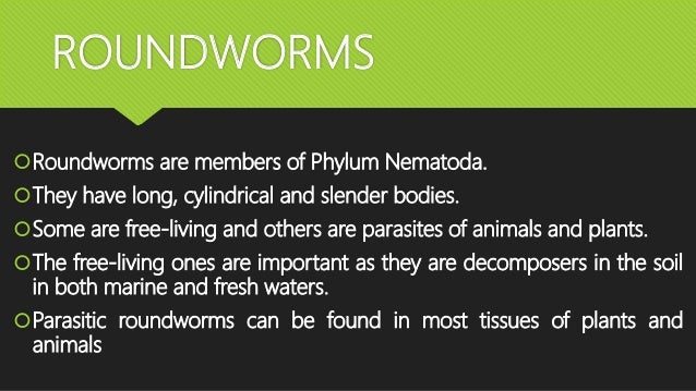 are nematodes segmented