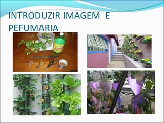 INTRODUZIR IMAGEM E
PEFUMARIA
 