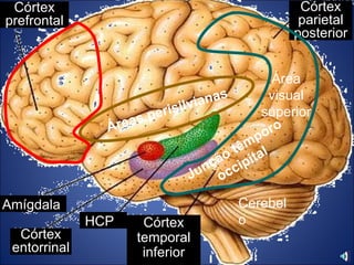 Córtex prefrontal Córtex parietal posterior Amígdala  Córtex entorrinal  Córtex temporal inferior HCP  Cerebelo   Áreas perisilvianas Junção têmporo occipital Área visual superior 