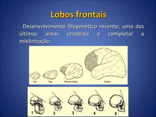 Lobos frontais Desenvolvimento filogenético recente; uma das últimas áreas cerebrais a completar a mielinização. 