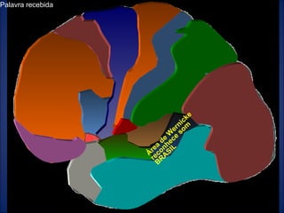 Humberto Crivellari Palavra recebida Área de Wernicke reconhece som BRASIL 