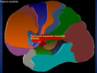 Humberto Crivellari Palavra recebida Fascículo arqueado transmite BRASIL 
