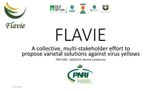 FLAVIE
A collective, multi-stakeholder effort to
propose varietal solutions against virus yellows
79th IIRB – 28/02/24, Marine Cordonnier
28/02/2024
 