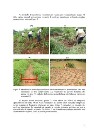 11
As atividades de manutenção consistiram em roçadas com roçadeira lateral modelo FS
220, capinas manual, coroamentos e plantio de espécies leguminosas utilizando enxadas,
como pode ser visto na Figura 5.
(A) (B)
(C) (D)
Figura 5: Atividades de manutenção realizadas em cada tratamento: Capina em área total para
manutenção de área sempre limpa (A); coroamento das espécies florestais (B);
capina em faixa (C) e plantio de leguminosas nas linhas e entrelinhas de plantio das
arbóreas (D).
As roçadas foram realizadas quando a altura média das plantas de braquiária
apresentavam em média 50 cm. Já os coroamentos e a capina foram realizadas sempre que
novas touceiras de braquiaria infestavam as áreas limpas. A semeadura ou inserção das
espécies leguminosas foi manejado de maneira a permitir constante cobertura do solo e
diversificação de espécies utilizadas. Na Tabela 2, são descritas as atividades realizadas para
cada tratamento segundo a data de realização das mesmas.
1,2 metros
 
