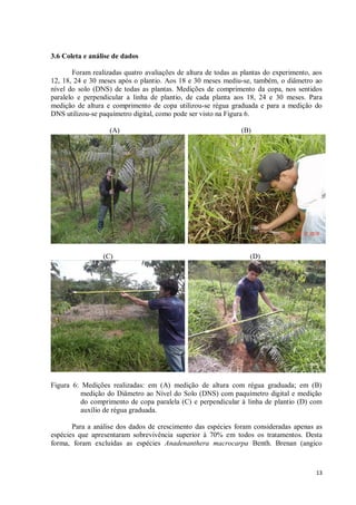 13
3.6 Coleta e análise de dados
Foram realizadas quatro avaliações de altura de todas as plantas do experimento, aos
12, 18, 24 e 30 meses após o plantio. Aos 18 e 30 meses mediu-se, também, o diâmetro ao
nível do solo (DNS) de todas as plantas. Medições de comprimento da copa, nos sentidos
paralelo e perpendicular a linha de plantio, de cada planta aos 18, 24 e 30 meses. Para
medição de altura e comprimento de copa utilizou-se régua graduada e para a medição do
DNS utilizou-se paquímetro digital, como pode ser visto na Figura 6.
(A) (B)
(C) (D)
Figura 6: Medições realizadas: em (A) medição de altura com régua graduada; em (B)
medição do Diâmetro ao Nível do Solo (DNS) com paquímetro digital e medição
do comprimento de copa paralela (C) e perpendicular à linha de plantio (D) com
auxílio de régua graduada.
Para a análise dos dados de crescimento das espécies foram consideradas apenas as
espécies que apresentaram sobrevivência superior à 70% em todos os tratamentos. Desta
forma, foram excluídas as espécies Anadenanthera macrocarpa Benth. Brenan (angico
 