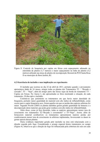 18
Figura 8: Controle de braquiaria por capina em faixas com espaçamento adensado na
entrelinha de plantio (1,7 metros) e maior espaçamento na linha de plantio (3,2
metros) utilizado nas áreas de plantio de recomposição florestal da PCH Santa Rosa
II no município de Bom Jardim, RJ.
4.2 Ocorrência do incêndio e suas implicações ao experimento
O incêndio que ocorreu no dia 22 de abril de 2011, portanto quando o povoamento
apresentava idade de 16 meses, atingiu todas as plantas dos Tratamentos T2 – “Roçado e
coroado”, T5 – “Sujo”, além de atingir parte das faixas sujas da borda do tratamento T3 –
Capina em Faixas. No Anexo I, são apresentadas as fotos mostrando a situação, de cada
tratamento, 10 dias após o incêndio.
Constata-se que justamente os tratamentos em que havia maior densidade de
braquiaria, portanto maior quantidade de material com alto índice de inflamabilidade, como
ocorre para o capim braquiaria seco, foram aqueles em que as perdas das espécies arbóreas foi
maior. Segundo Pivello (2005) as plantas daninhas geram grande quantidade de bimassa e a
decomposição deste material, que pode gerar resíduos com alto índice de inflamabilidade.
Além disso, como já fora discutido, todas as espécies apresentaram menor taxa de
crescimento nos tratamentos T2-“Roçada e coroamento” e T5-“Sujo”. Assim, além de
fornecerem material combustível, os tratamentos apresentaram maiores perdas por
condicionarem menor taxa de crescimento às arbóreas implantadas, favorecendo os danos às
gemas apicais dessas plantas.
Outra evidência importante gerada pelo incêndio na área está relacionada com a
direção seguida pelo fogo. Considerando o arranjo espacial destes tratamentos no campo
(Figura 4), observa-se que a direção do fogo foi influenciada pela cobertura do solo em cada
 