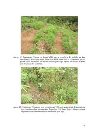 38
Anexo 1C: Tratamento “Capina em faixas” (T2) após a ocorrência do incêndio na área
experimental de recomposição florestal da PCH Santa Rosa II. Observa-se que as
plantas deste tratamento não foram afetadas pelo fogo, apenas um trecho da faixa
com braquiaria foi acometida.
Anexo 1D: Tratamento “Consórcio com Leguminosas” (T4) após a ocorrência do incêndio na
área experimental de recomposição florestal da PCH Santa Rosa II. Observa-se que
as plantas deste tratamento não foram afetadas pelo fogo.
 