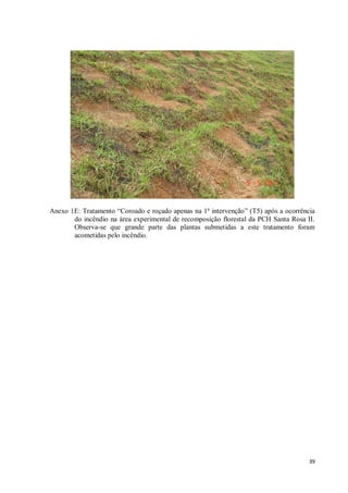 39
Anexo 1E: Tratamento “Coroado e roçado apenas na 1ª intervenção” (T5) após a ocorrência
do incêndio na área experimental de recomposição florestal da PCH Santa Rosa II.
Observa-se que grande parte das plantas submetidas a este tratamento foram
acometidas pelo incêndio.
 