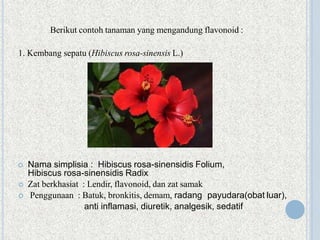 Berikut contoh tanaman yang mengandung flavonoid :
1. Kembang sepatu (Hibiscus rosa-sinensis L.)
 Nama simplisia : Hibiscus rosa-sinensidis Folium,
Hibiscus rosa-sinensidis Radix
 Zat berkhasiat : Lendir, flavonoid, dan zat samak
 Penggunaan : Batuk, bronkitis, demam, radang payudara(obat luar),
anti inflamasi, diuretik, analgesik, sedatif
 